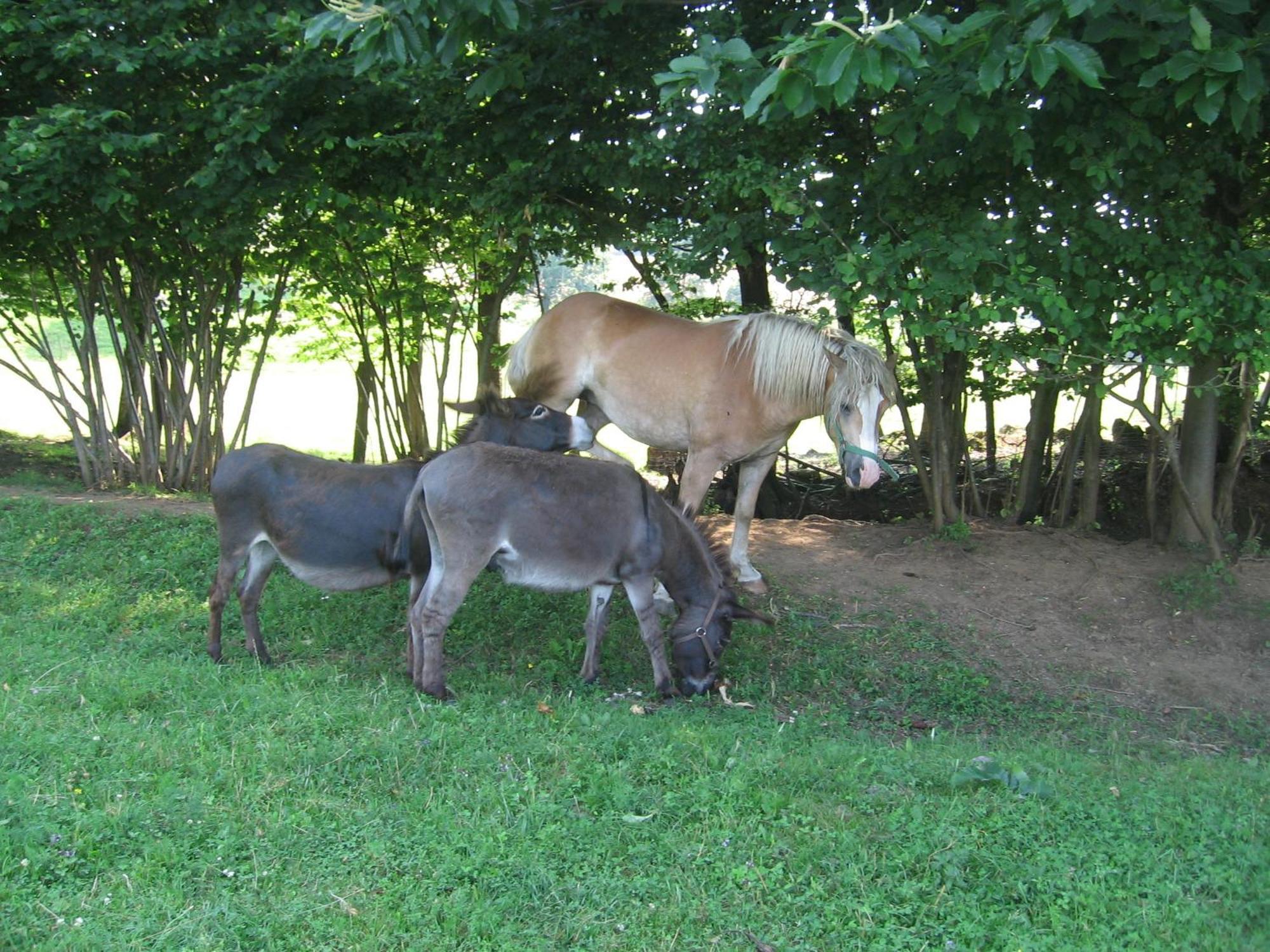 Вилла Tourist Farm Pri Martinovih Krska Vas Экстерьер фото